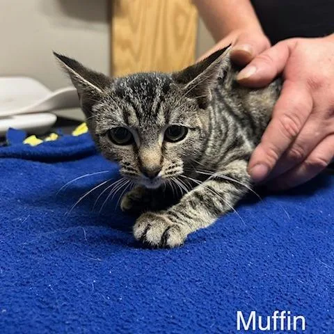 A baby small-sized female Domestic Short Hair cat named Muffin for adoption in Knoxville, TN