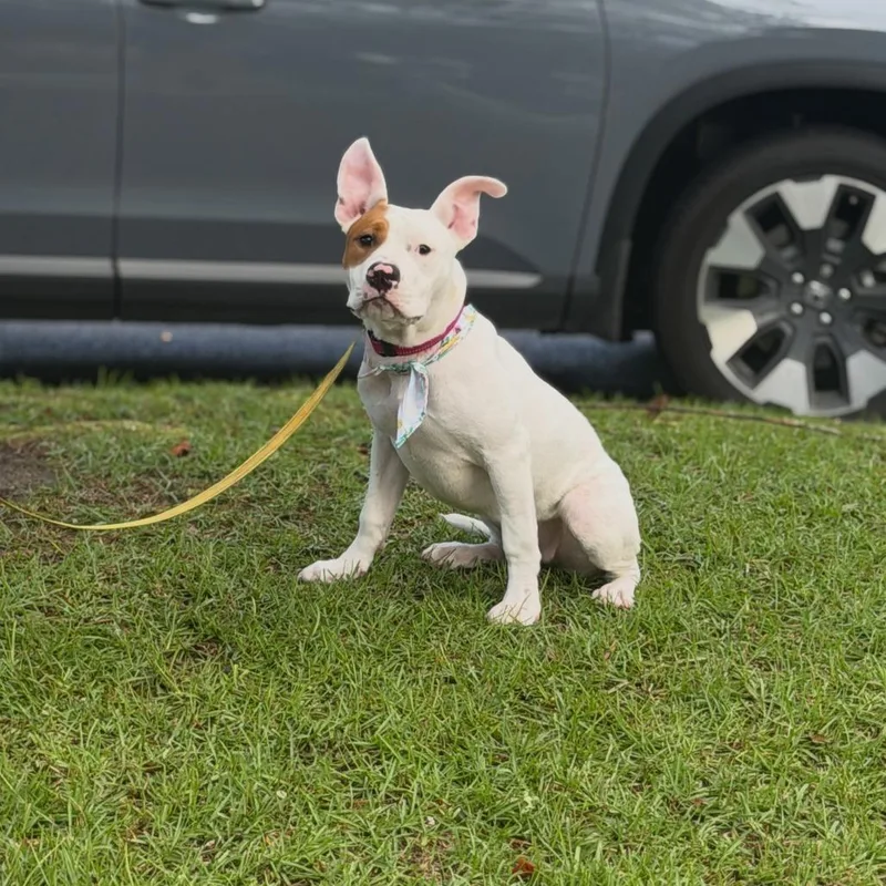 A baby small-sized female English Bulldog dog named Bimbi for adoption in North Charleston, SC