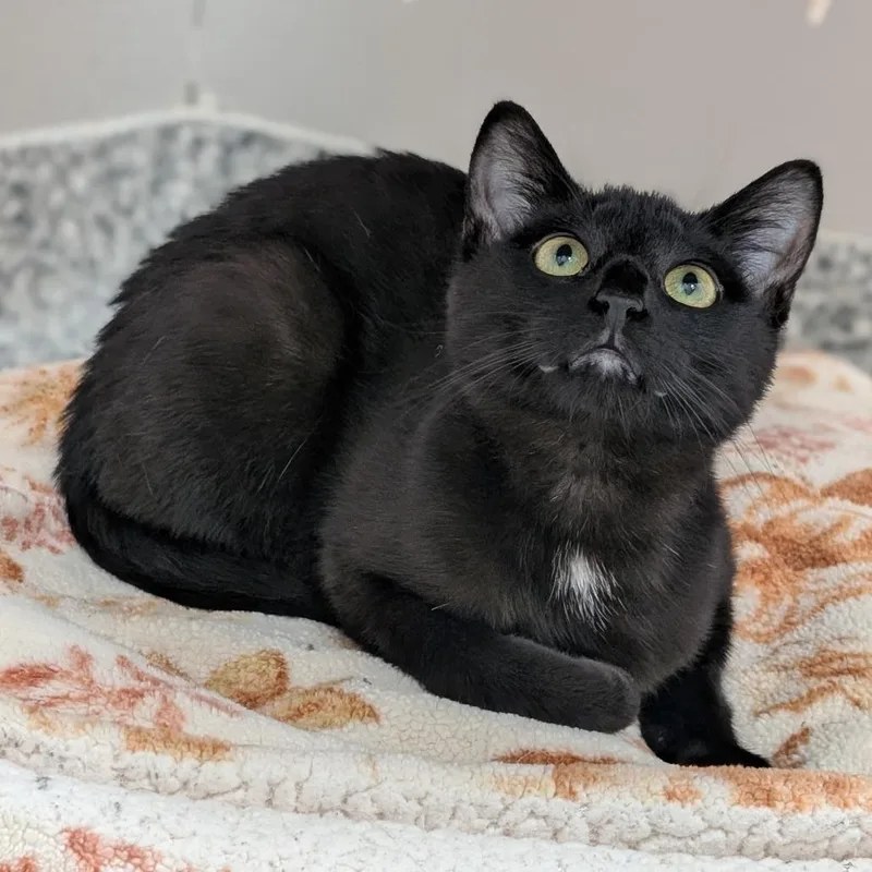 A young medium-sized female Black Domestic Short Hair cat named Luna for adoption in Brookfield, WI