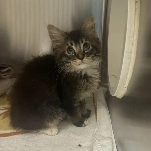 A baby small-sized female Domestic Medium Hair cat named Cherry for adoption in Walnut Creek, CA