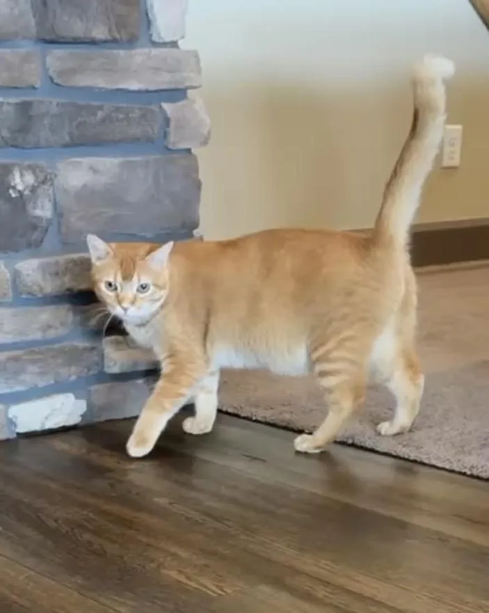An adult large-sized male Orange & White Domestic Short Hair cat named Quincy for adoption in Hartville, OH