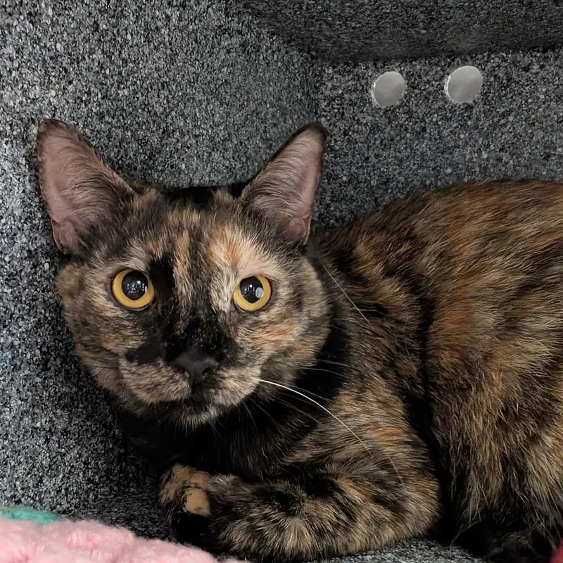 An adult large-sized female Domestic Short Hair cat named Jelly Bean for adoption in Birdsboro, PA