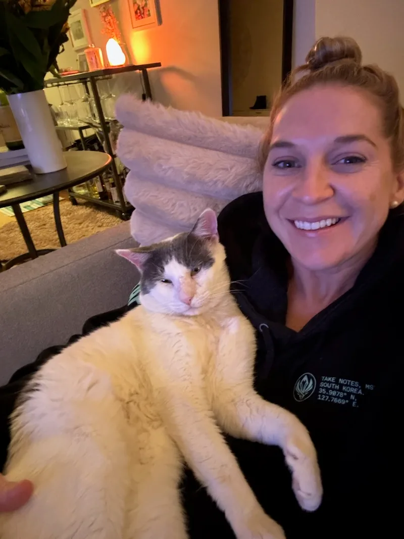 An adult medium-sized male White Domestic Short Hair cat named Anthony for adoption in Venice, CA