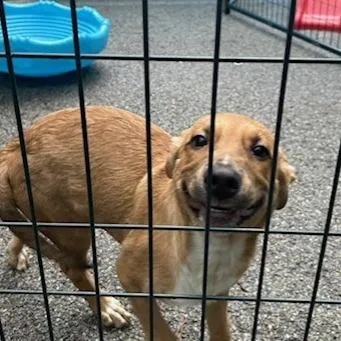 A baby small-sized male Mixed Breed dog named Alan for adoption in Knoxville, TN