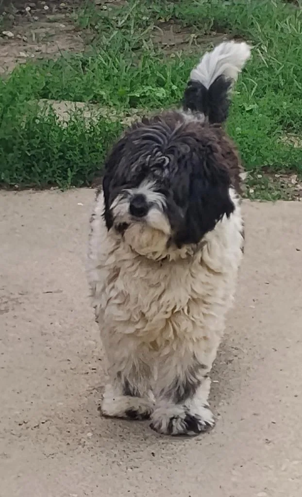 Martha Harlan thumbnail 2