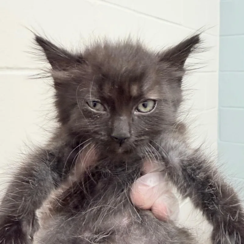 A baby small-sized female Gray / Blue / Silver Domestic Medium Hair cat named Green for adoption in Jacksonville, FL