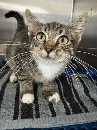 A young medium-sized male Domestic Short Hair cat named Rowan for adoption in Havelock, NC