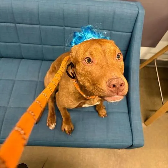 An adult medium-sized female Brindle Pit Bull Terrier dog named Red Dawn for adoption in Matteson, IL