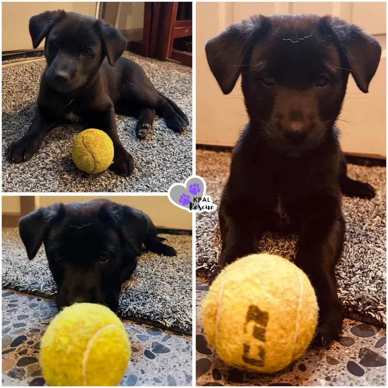A baby large-sized female Tricolor (Brown, Black, & White) Mixed Breed dog named Baby Spice Spice for adoption in Kenai, AK