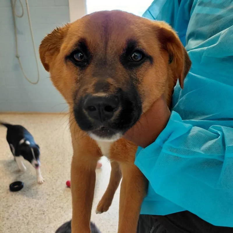 A young medium-sized male Apricot / Beige Mixed Breed dog named Cooper for adoption in LOXAHATCHEE, FL