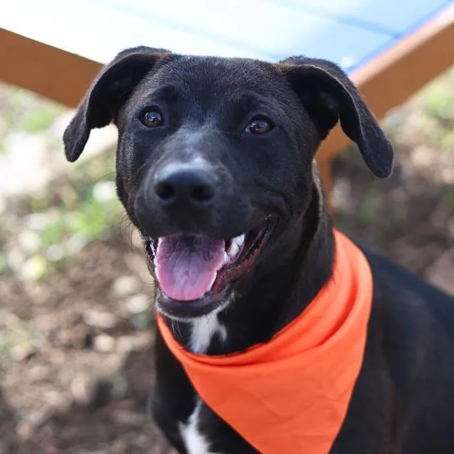 A young medium-sized female American Staffordshire Terrier dog named Mollie for adoption in San Antonio, TX
