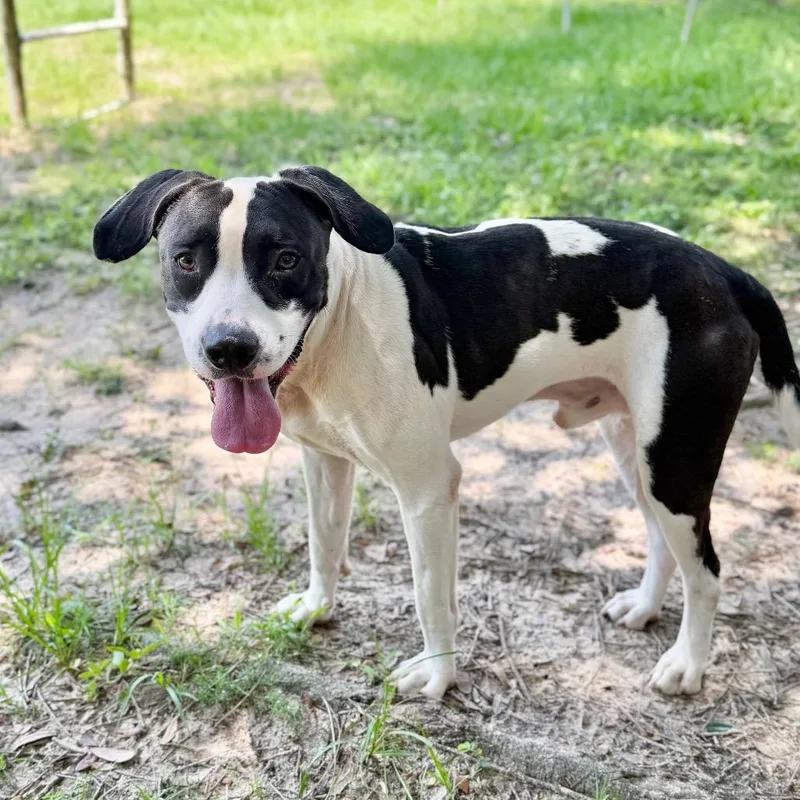 An adult medium-sized male Black Mixed Breed dog named Xiang Xiang for adoption in Milton, FL