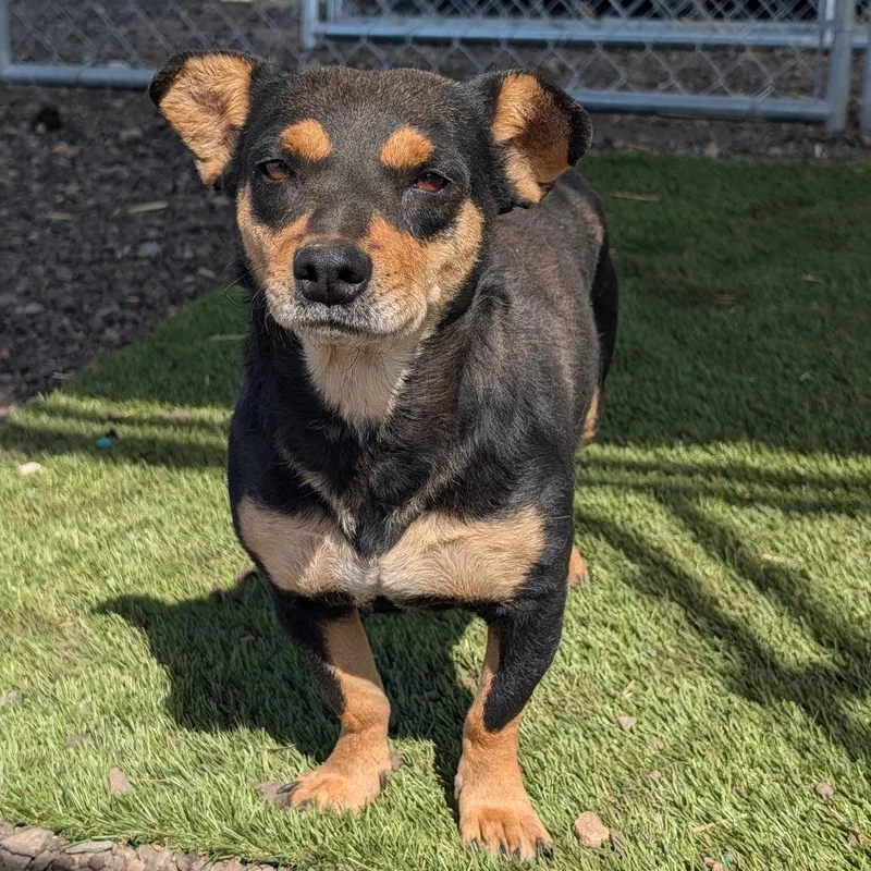 An adult small-sized female Black Mixed Breed dog named Birkenstock for adoption in Durango, CO