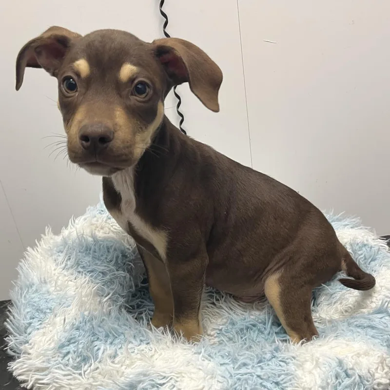 A baby medium-sized male Mixed Breed dog named Cyrus for adoption in Mount Gilead, NC