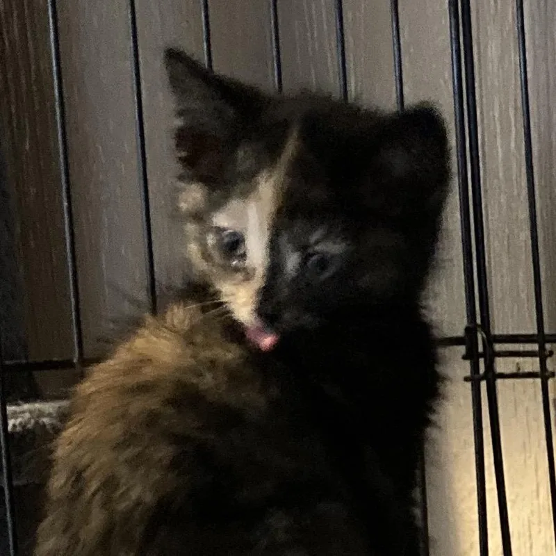 A baby small-sized female Tortoiseshell Domestic Medium Hair cat named Tuffi for adoption in Marion, IL