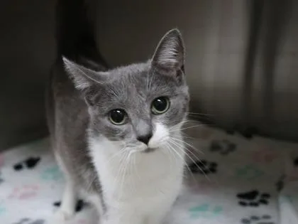 An adult large-sized female Domestic Short Hair cat named Cinderella for adoption in Brunswick, GA
