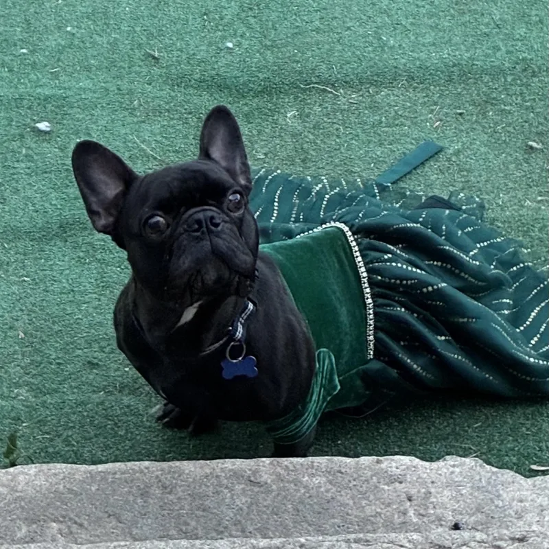 An adult medium-sized male Black French Bulldog dog named Ferguson for adoption in Columbia, SC