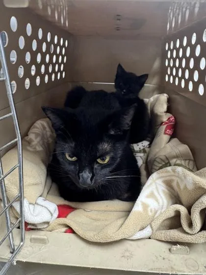 An adult medium-sized female Domestic Short Hair cat named Milo for adoption in Sevierville, TN