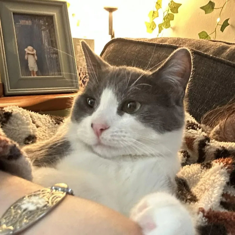 A young medium-sized female Gray & White Domestic Short Hair cat named Dizzle for adoption in Royal Oak, MI