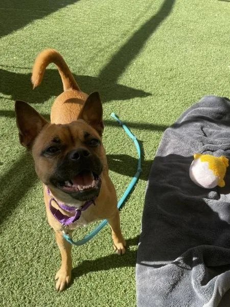 A young medium-sized female Pug dog named Brownie for adoption in Oceanside, CA