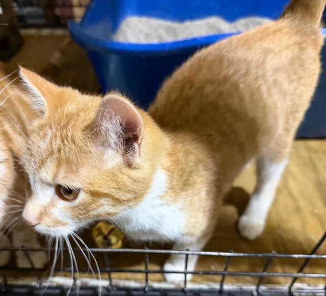 Sergeant Donovan thumbnail 2