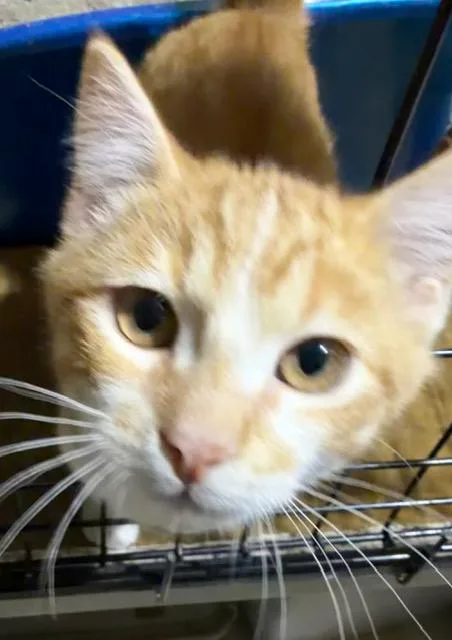 Sergeant Donovan thumbnail 3