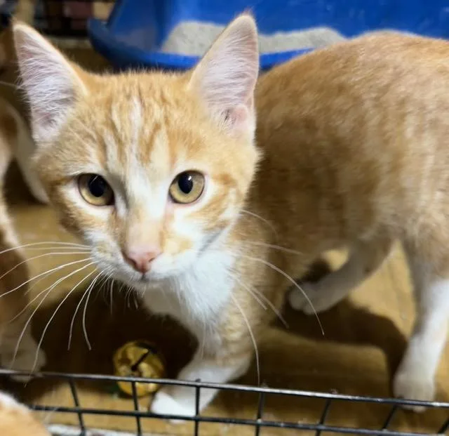 Sergeant Donovan thumbnail 4