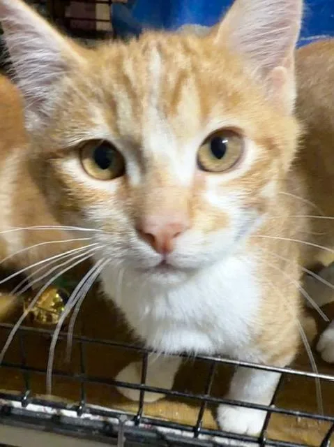 Sergeant Donovan thumbnail 5