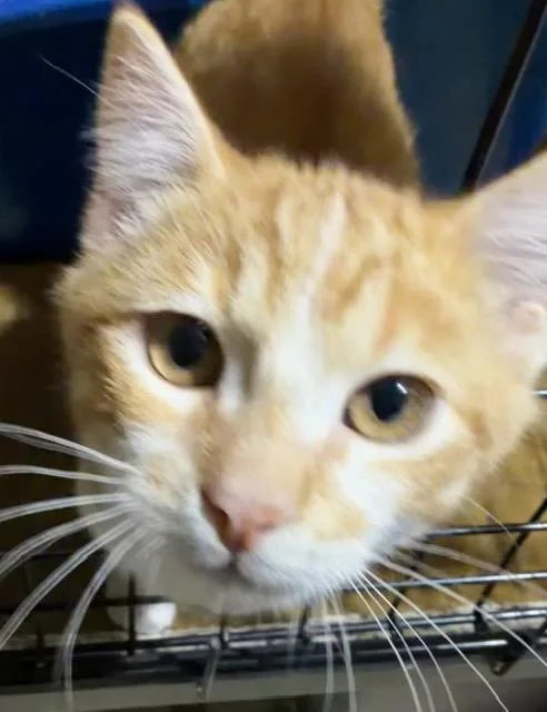 Sergeant Donovan thumbnail 6