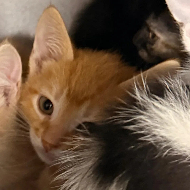A baby small-sized male Orange / Red Domestic Short Hair cat named Rex for adoption in Evansville, IN