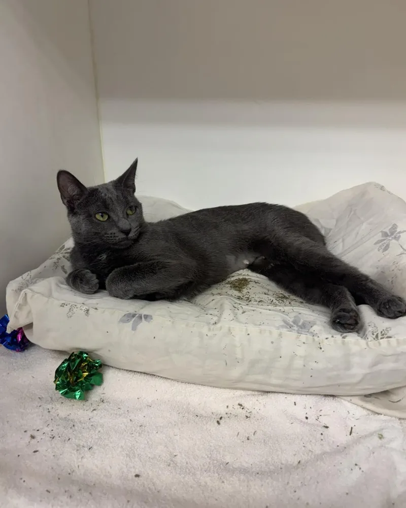 An adult medium-sized female Gray / Blue / Silver Domestic Short Hair cat named Princess for adoption in Bloomfield, NJ