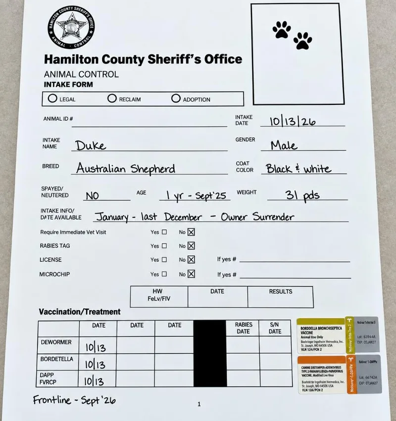 A young medium-sized male Australian Shepherd dog named Sir Duke for adoption in St. Augustine, FL