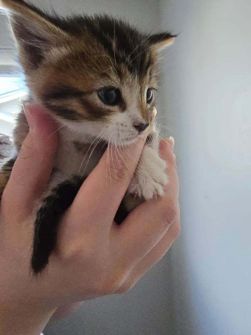 A baby medium-sized male Domestic Short Hair cat named Cumin for adoption in San Jose, CA