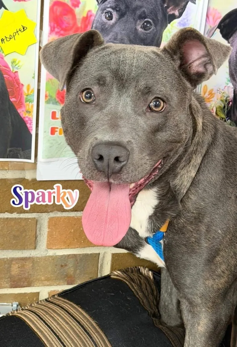 An adult medium-sized male Black Mixed Breed dog named Sparky for adoption in Flint, MI