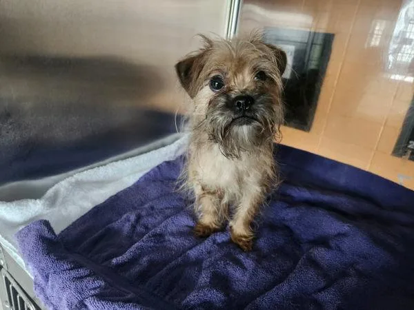 An adult small-sized female Terrier dog named Pen  Scruffy for adoption in Lawrenceville, GA