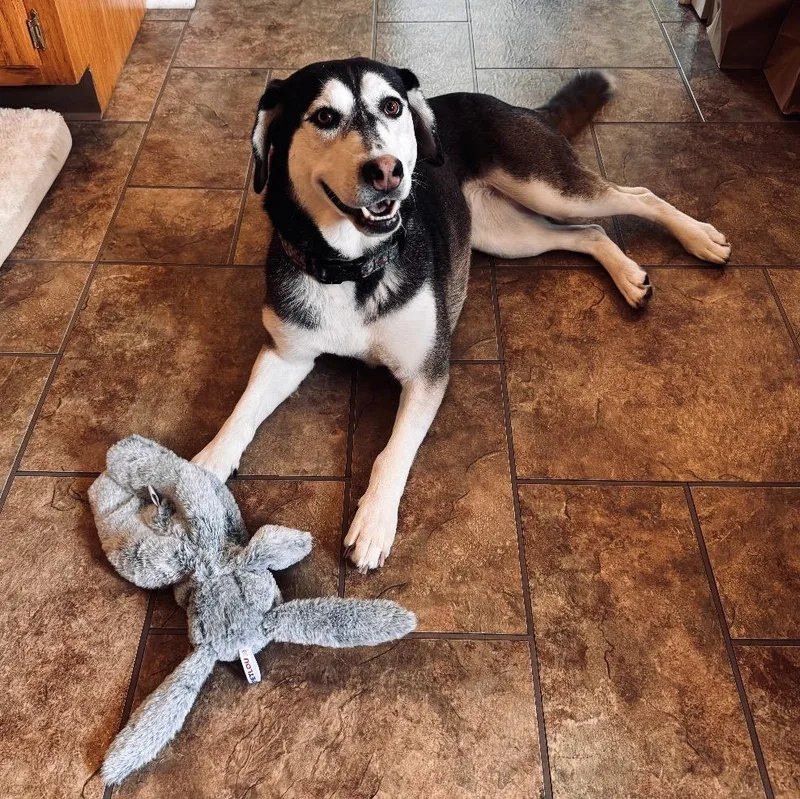 An adult medium-sized female Husky dog named Chelsea for adoption in Griswold, CT