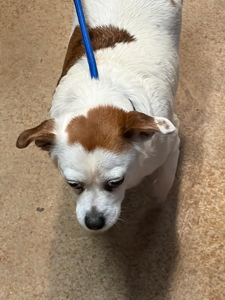 A senior small-sized female Chihuahua dog named Chole for adoption in Brownwood, TX