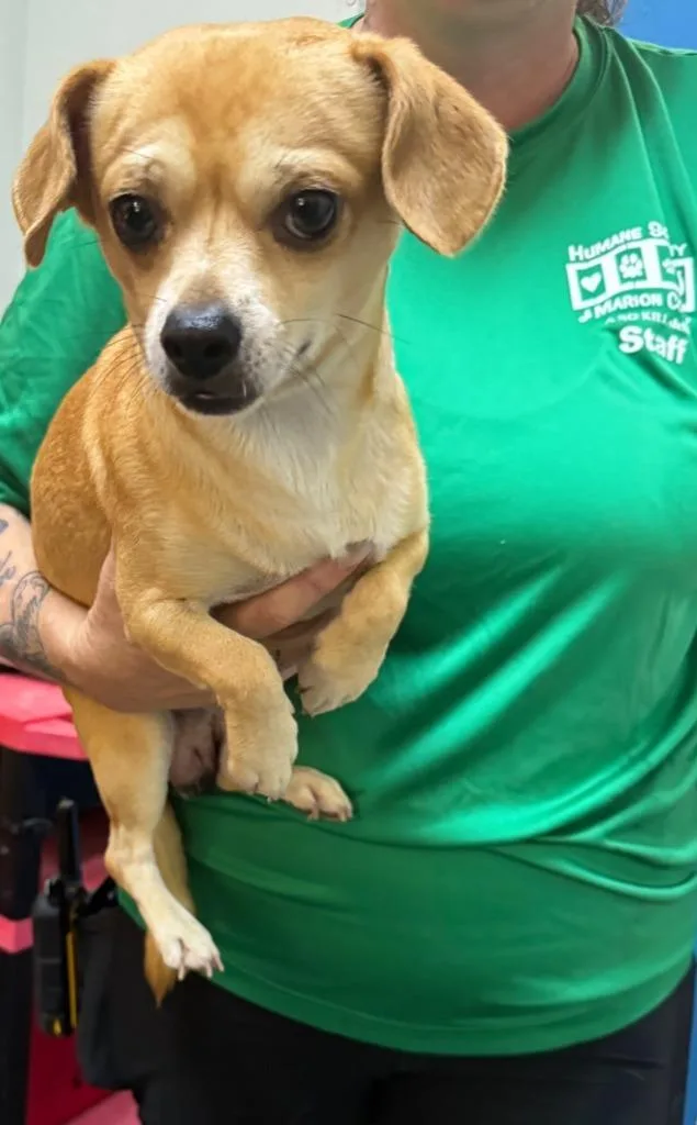 A young small-sized male Mixed Breed dog named Blondie for adoption in Ocala, FL