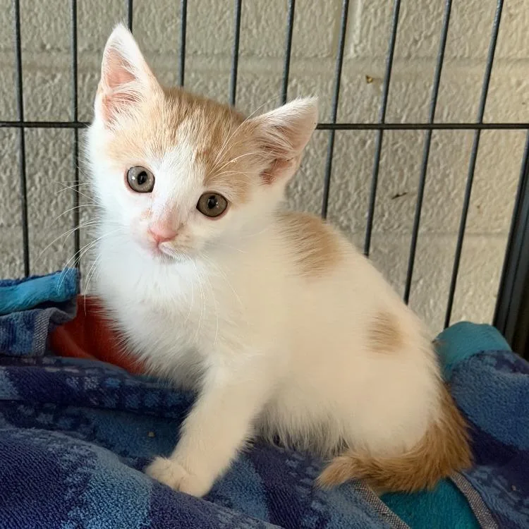 A baby small-sized male White Domestic Short Hair cat named Archie for adoption in Long Beach, CA
