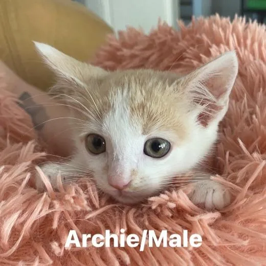 Archie thumbnail 4