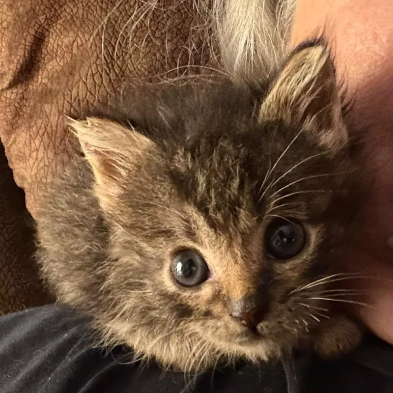 A baby small-sized male Brown / Chocolate Domestic Short Hair cat named Mufasa for adoption in Winchester, VA