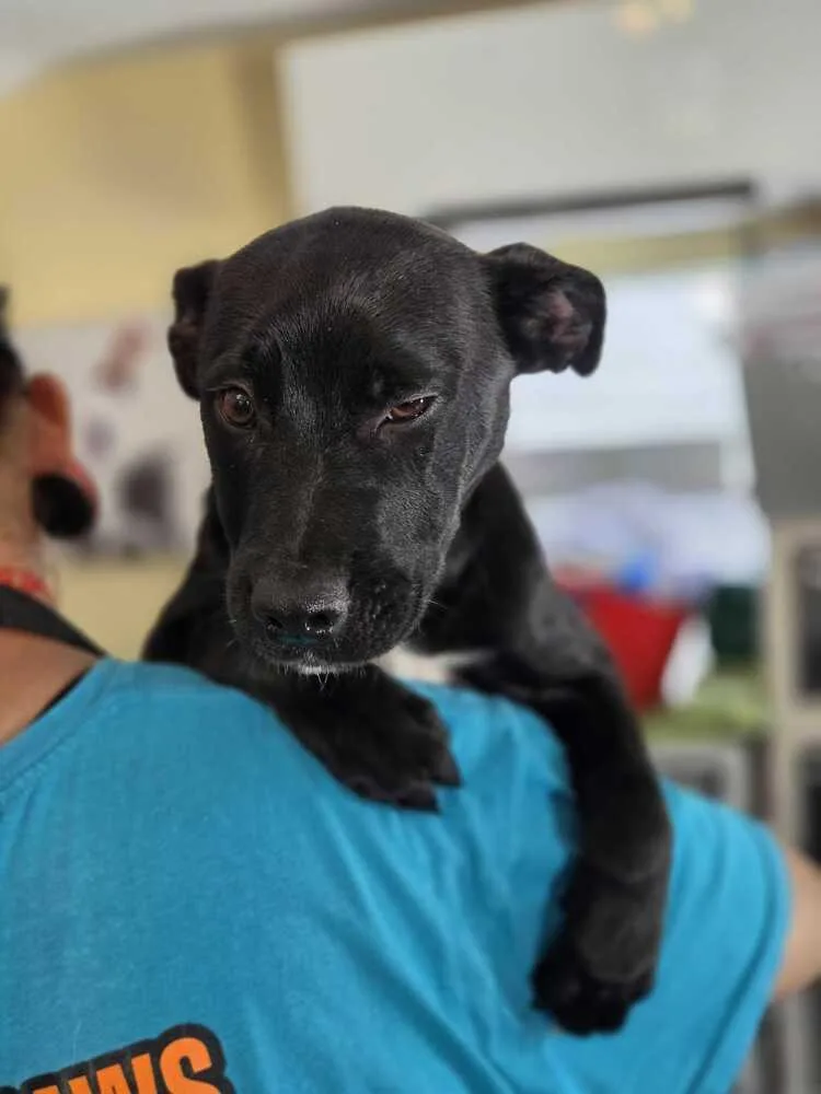 A baby small-sized male Tricolor (Brown, Black, & White) American Bulldog dog named Mitchell Misha for adoption in Lakeland, FL