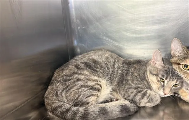A baby small-sized female Domestic Short Hair cat named Blanche for adoption in Grand Prairie, TX