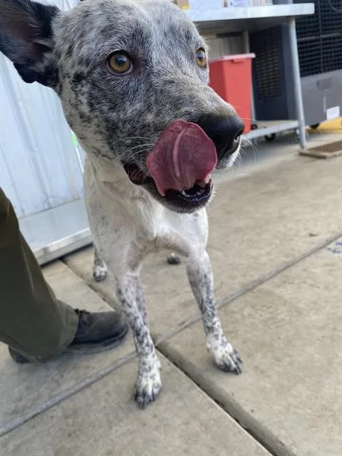 A young small-sized male Australian Cattle Dog / Blue Heeler dog named Freckles for adoption in Bakersfield, CA