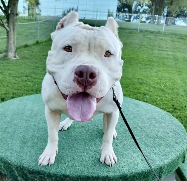 An adult large-sized female American Staffordshire Terrier dog named Royalty for adoption in Omaha, NE