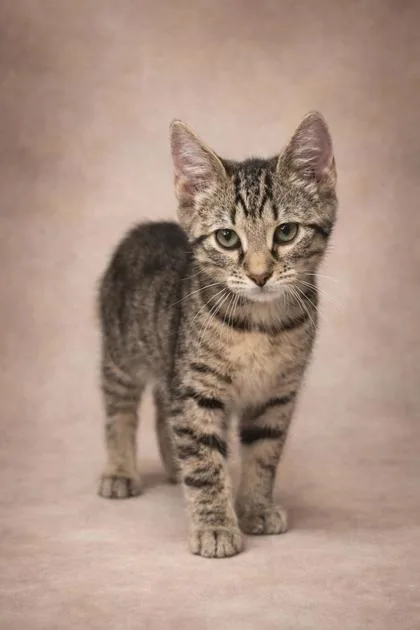 A baby small-sized male Domestic Short Hair cat named Grackle for adoption in Wilkesboro, NC