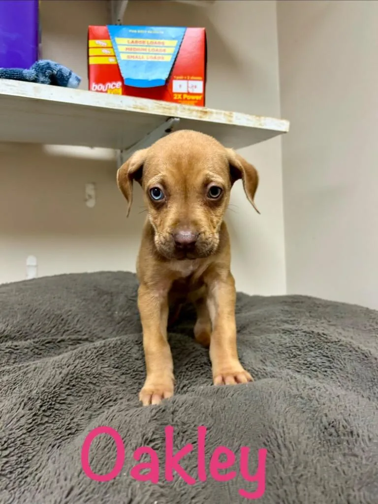 A baby small-sized female Husky dog named Oakley for adoption in West Union, OH