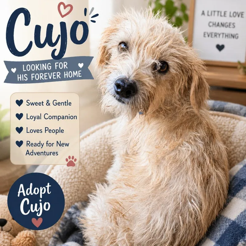 A young small-sized male White / Cream Terrier dog named Cujo for adoption in Phoenix, AZ