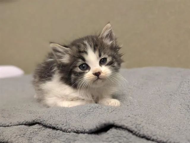A baby small-sized male Domestic Long Hair cat named A for adoption in Moreno Valley, CA
