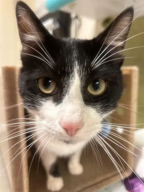 A young small-sized male Domestic Short Hair cat named Dodger for adoption in Riverside, CA